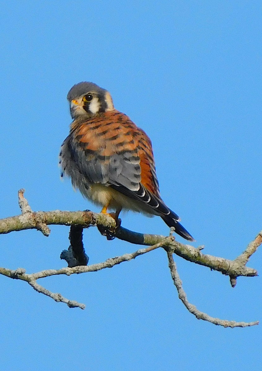 アメリカチョウゲンボウ - ML623518315