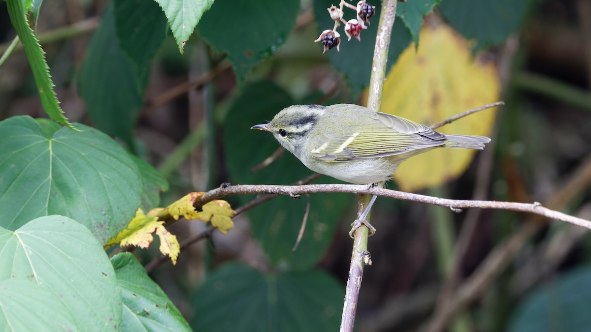 Blyth's Leaf Warbler - ML623518326