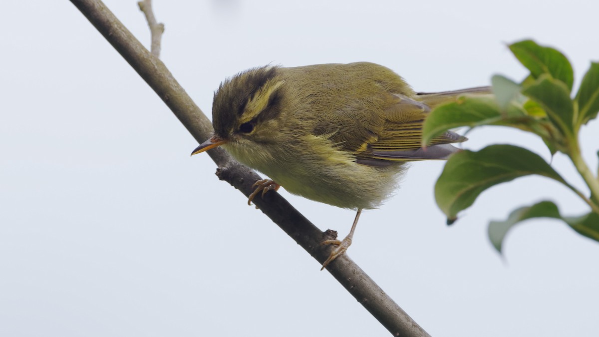 Blyth's Leaf Warbler - ML623518341