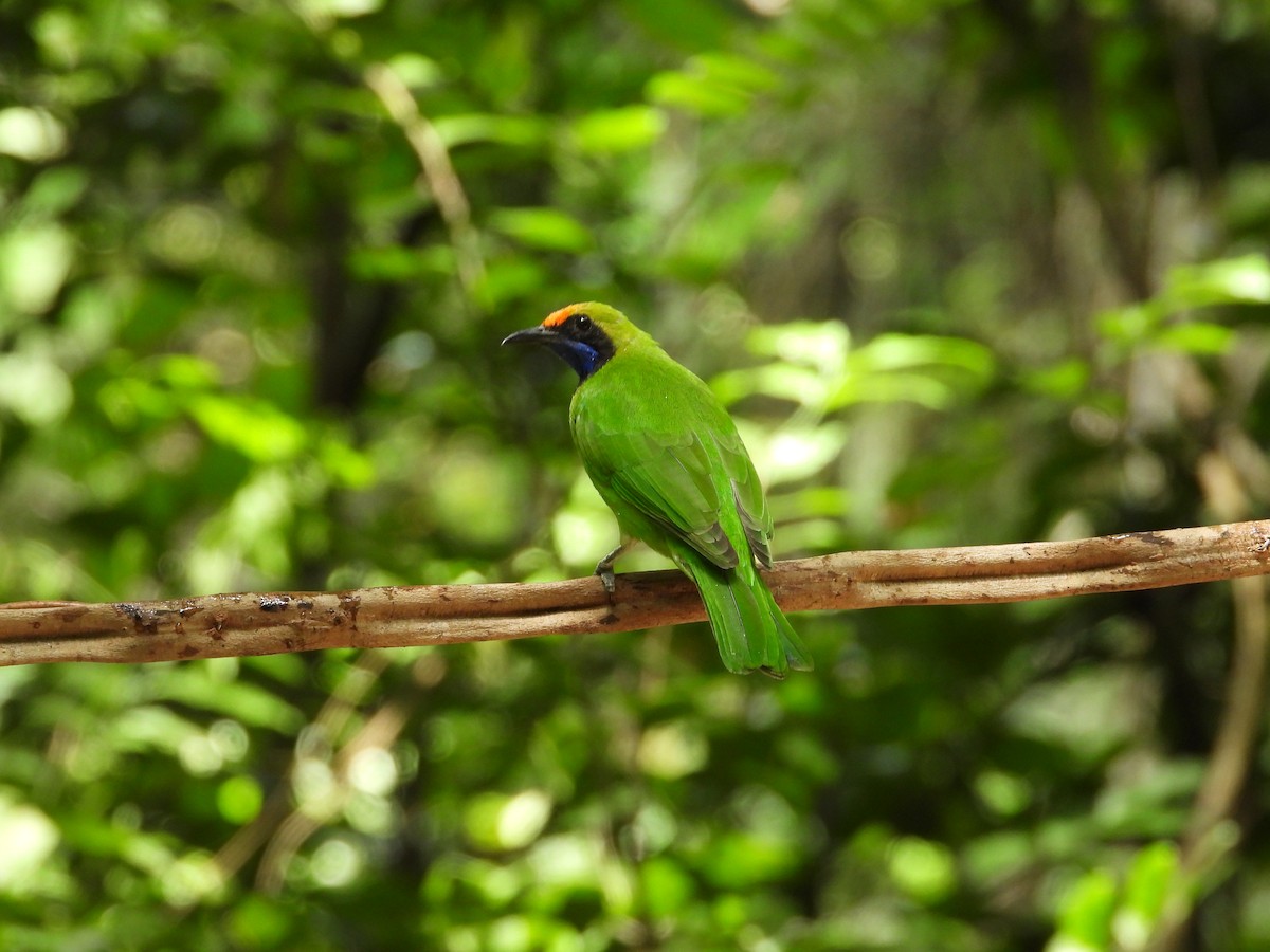 Golden-fronted Leafbird - ML623518353