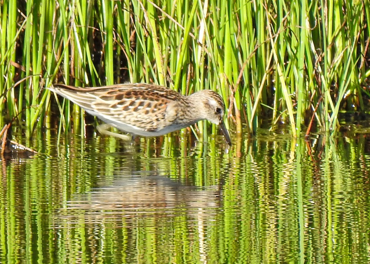 Least Sandpiper - ML623518418