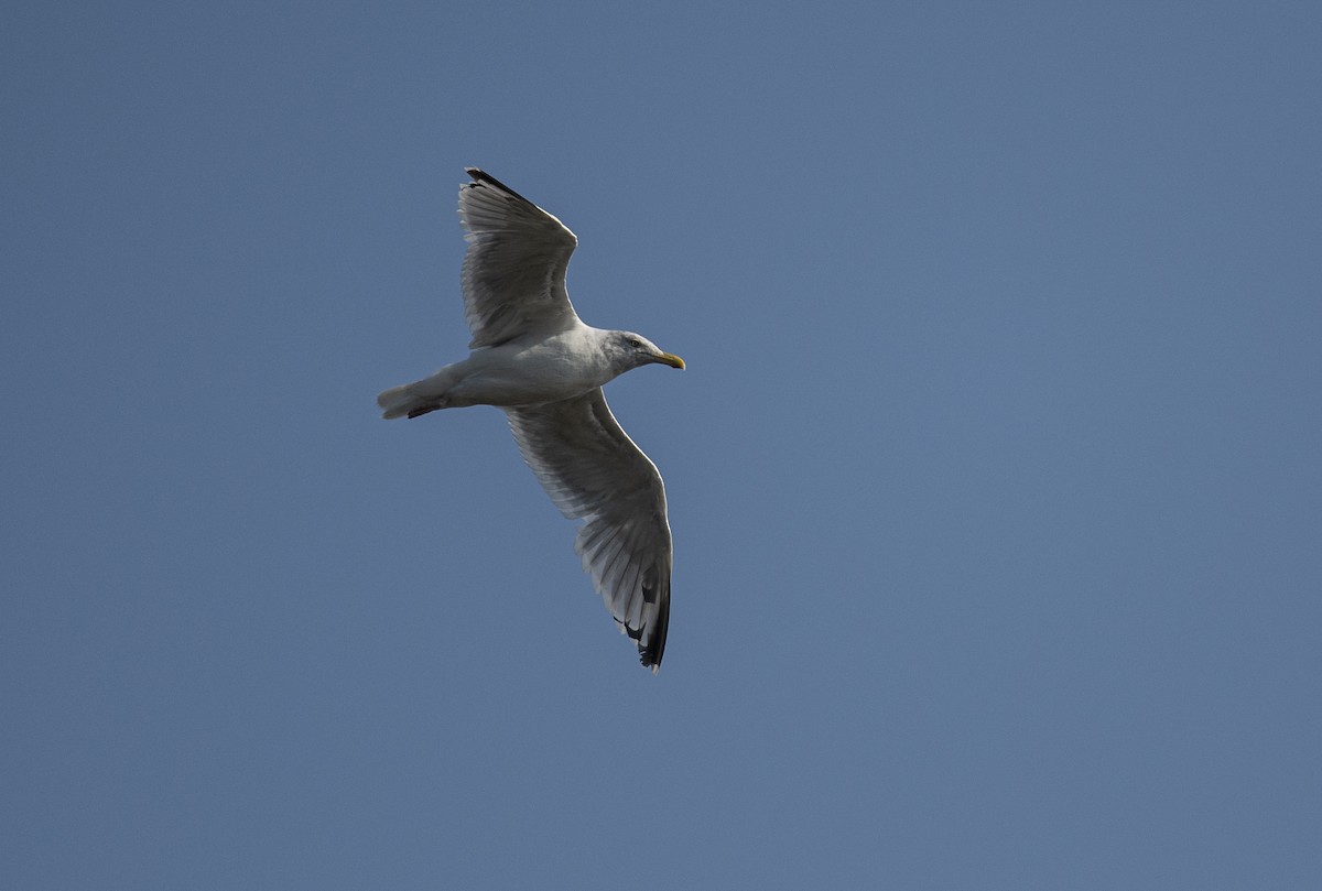 Herring Gull (American) - ML623518482