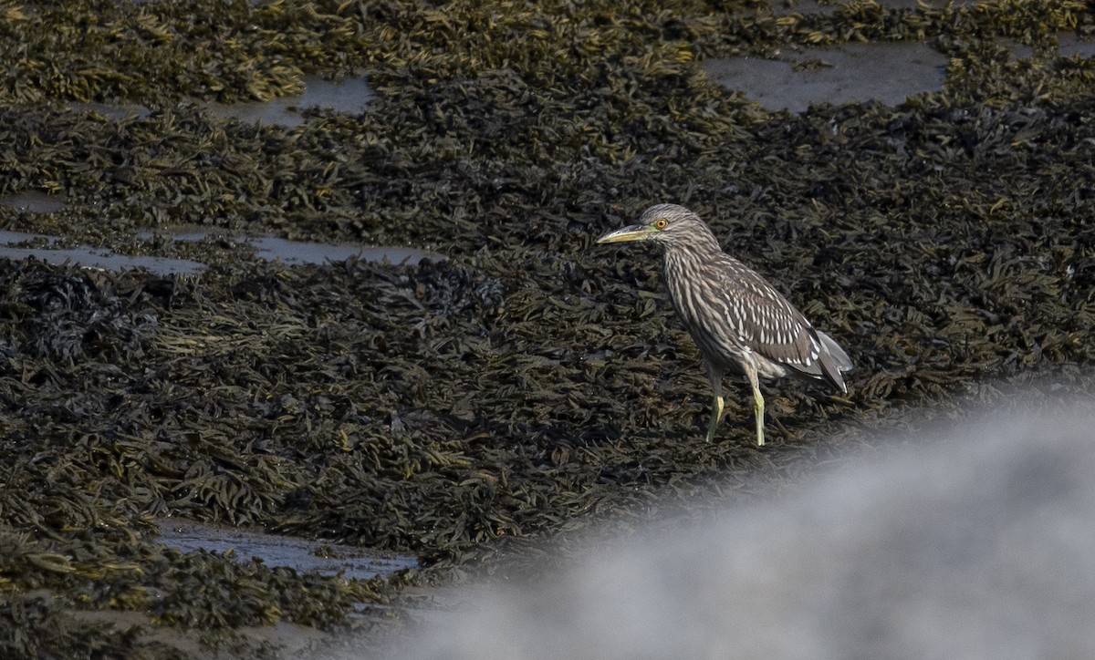 Black-crowned Night Heron - ML623518493