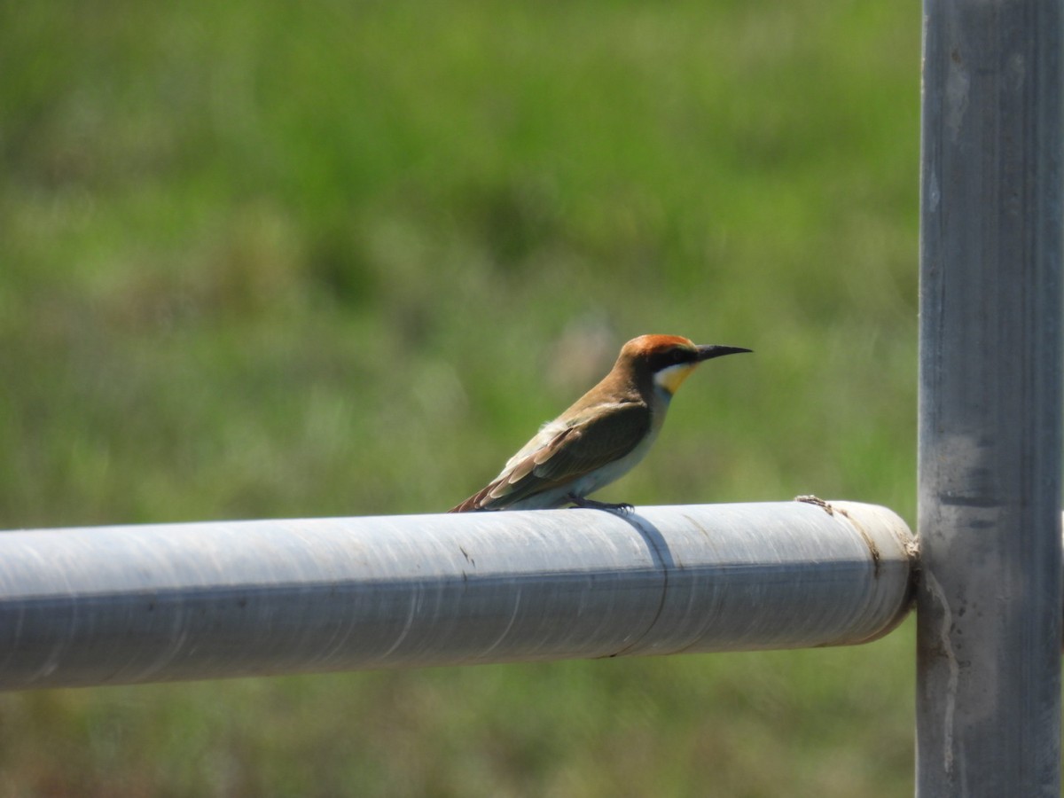 European Bee-eater - ML623518498