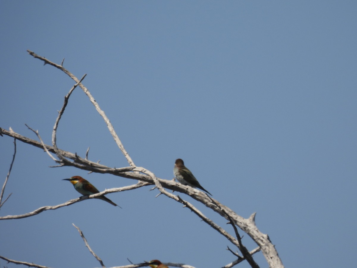 European Bee-eater - ML623518499