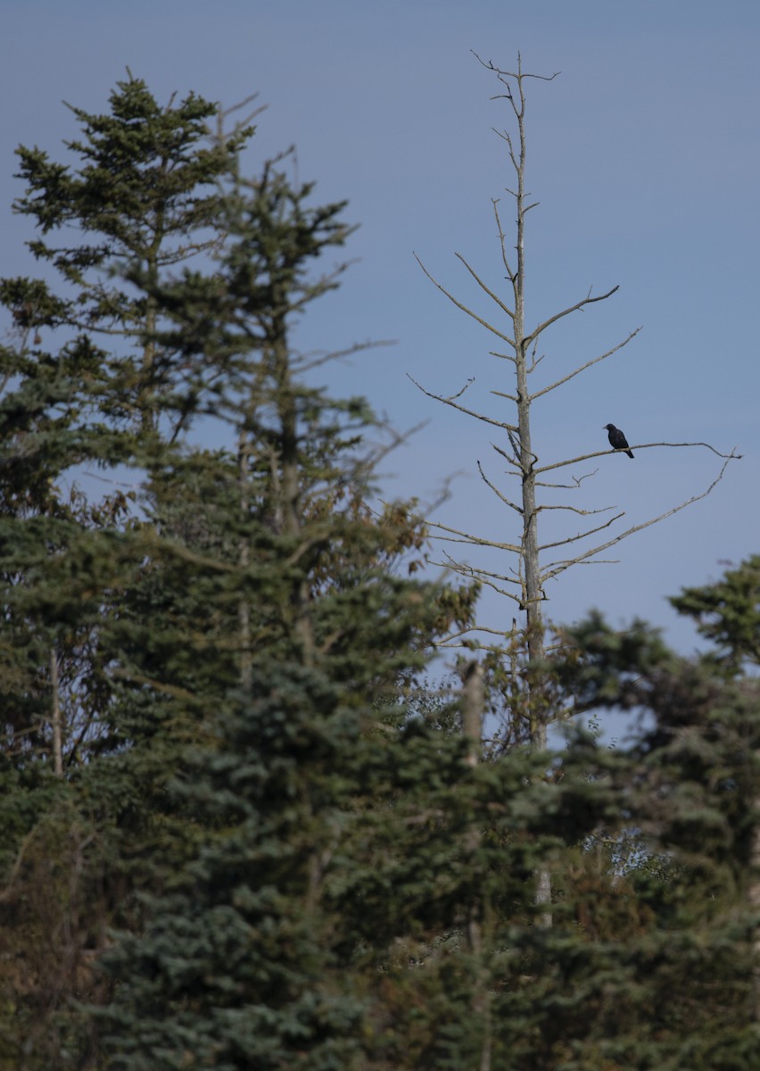 American Crow - ML623518505