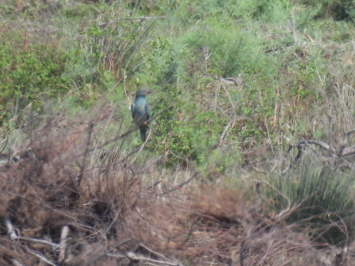 European Roller - ML623518507