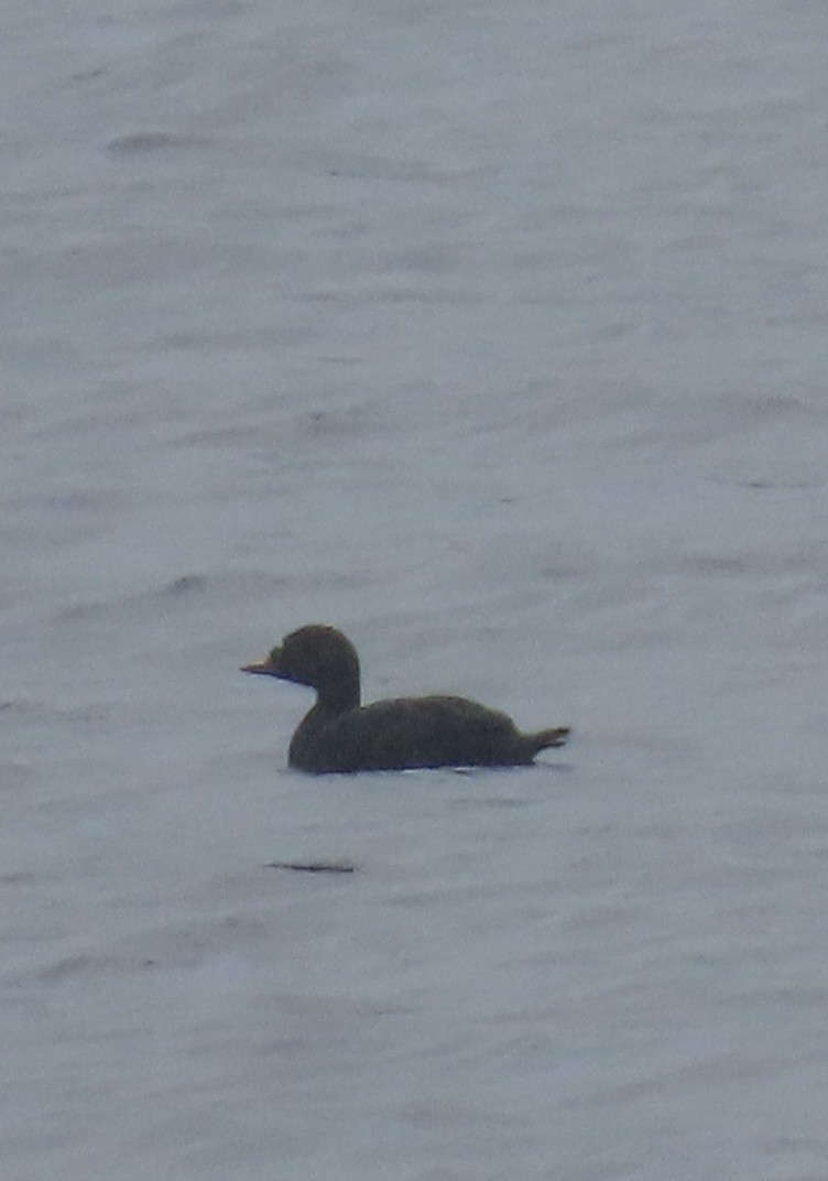 Common Scoter - ML623518508