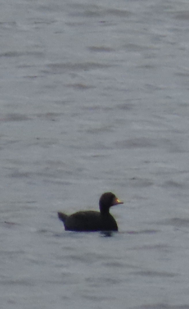 Common Scoter - ML623518509