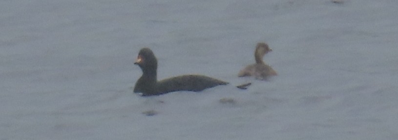 Common Scoter - ML623518510