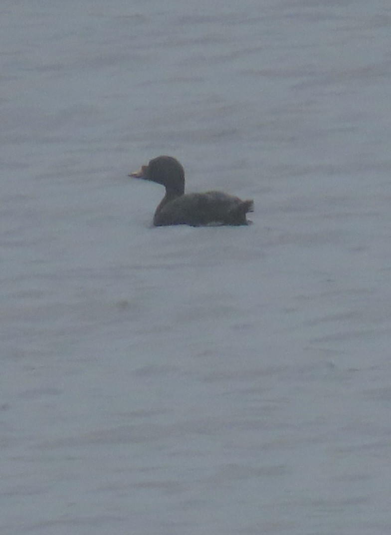 Common Scoter - ML623518511