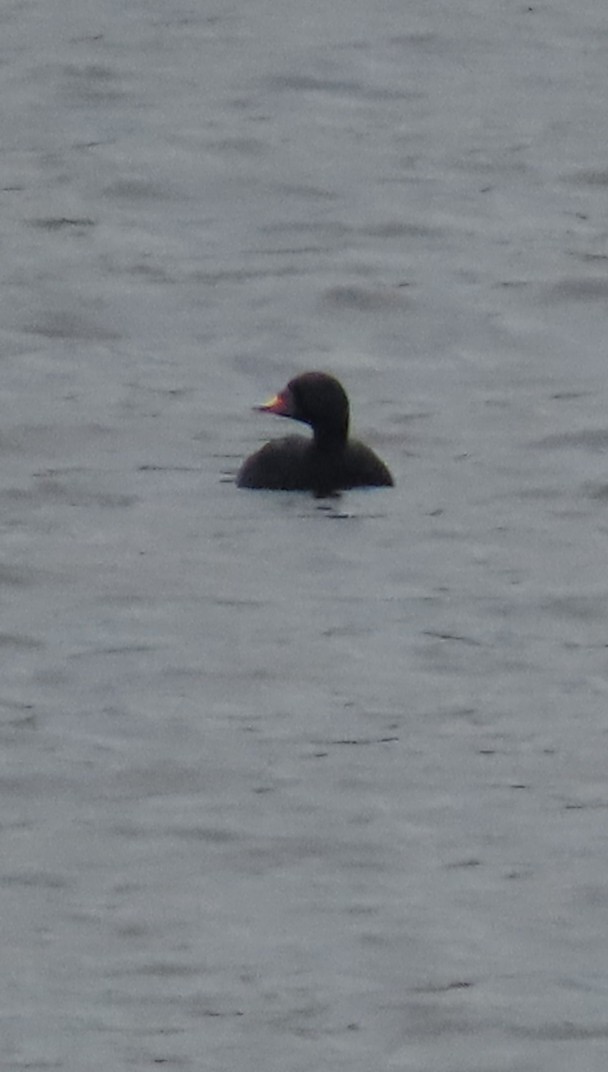 Common Scoter - ML623518512