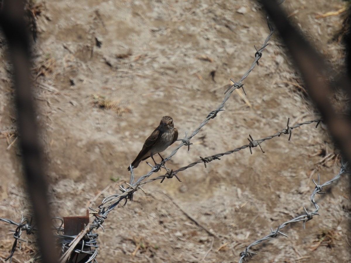 Spotted Flycatcher - ML623518533