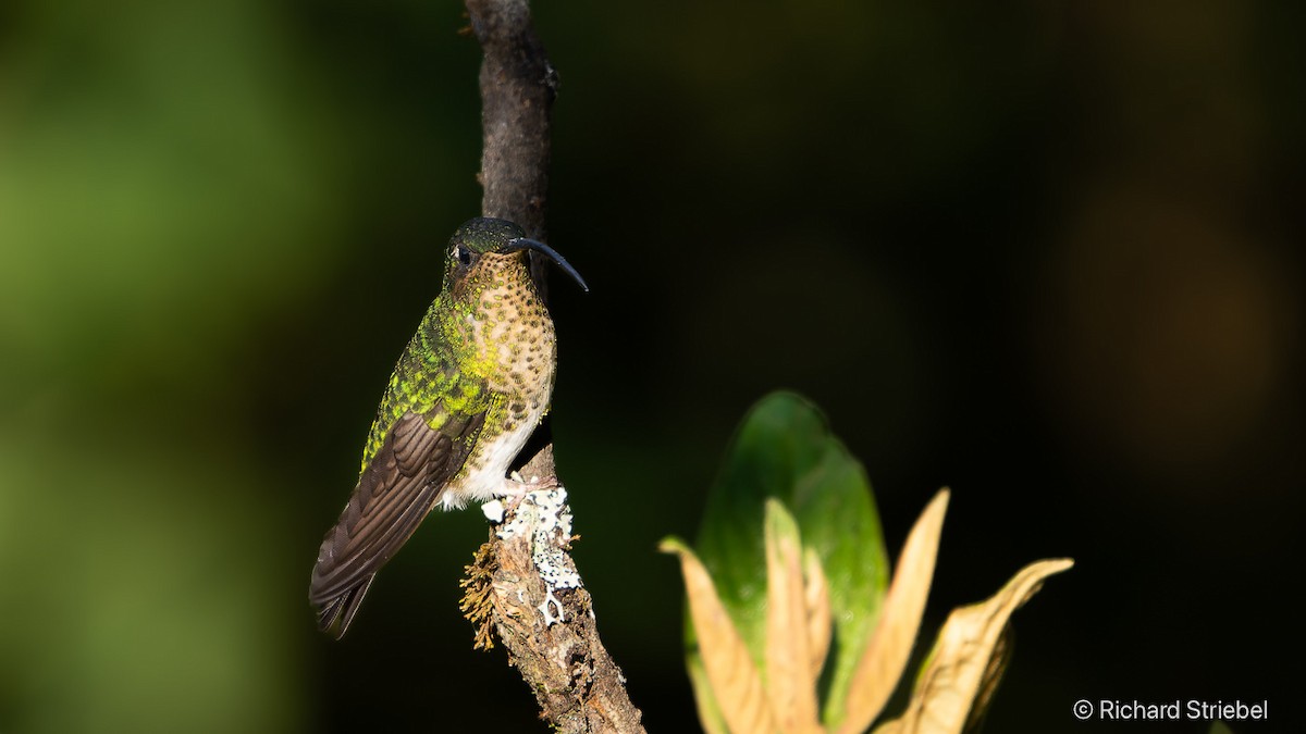 Samtbauchkolibri - ML623518567