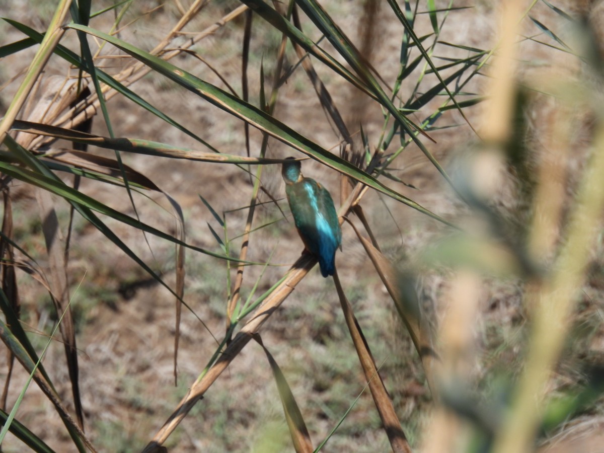 Common Kingfisher - ML623518574