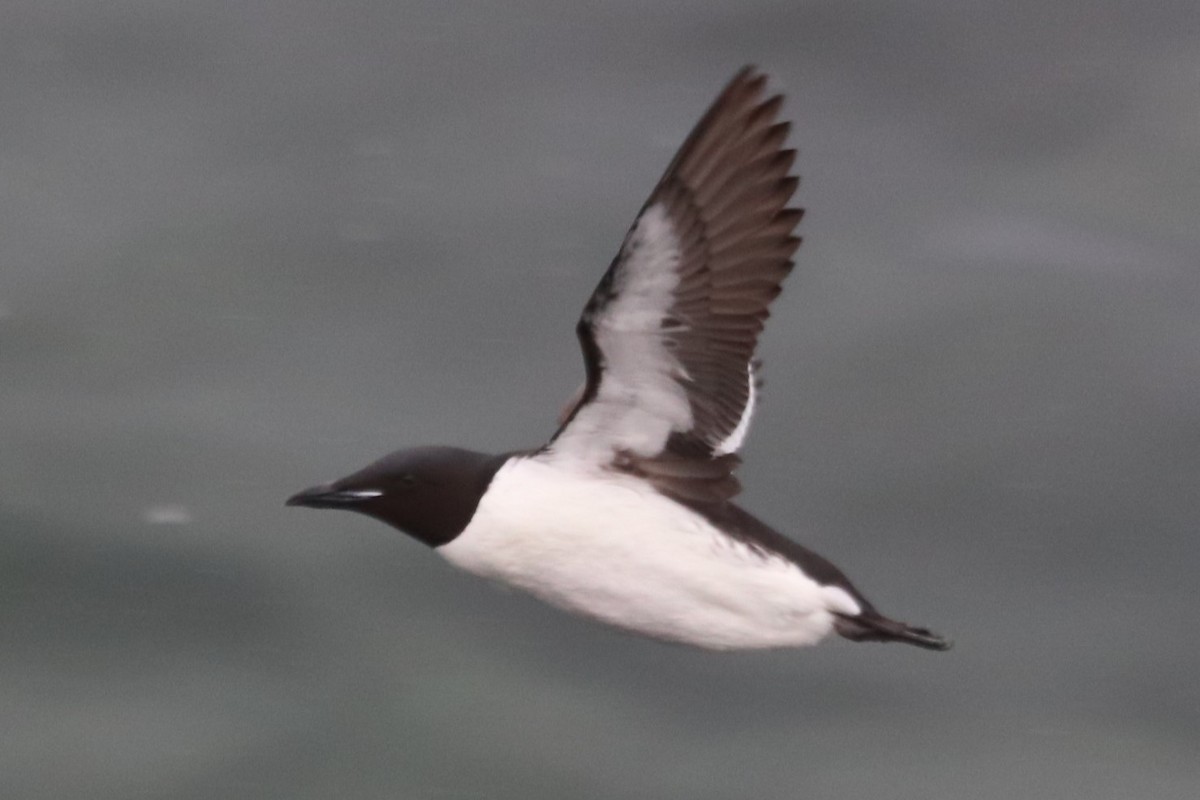 Thick-billed Murre - ML623518595