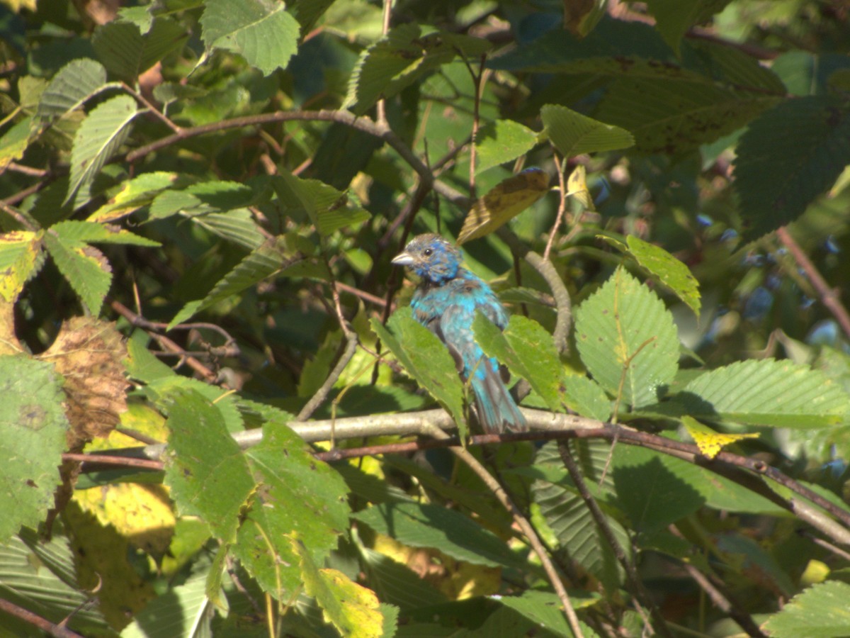 Indigo Bunting - ML623518605