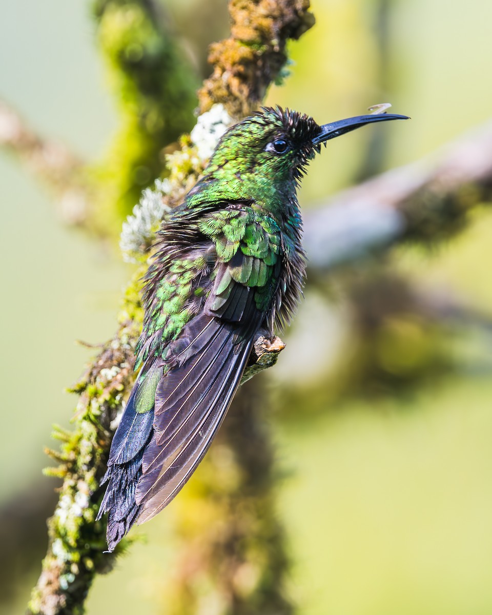 Green-crowned Brilliant - ML623518606