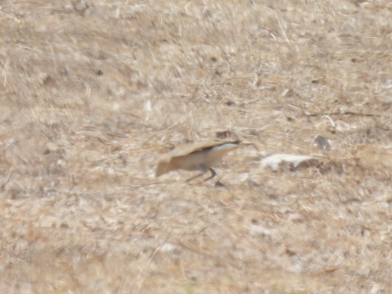 Northern Wheatear - Vikki Jones