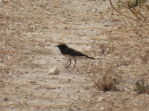 Cyprus Wheatear - ML623518612