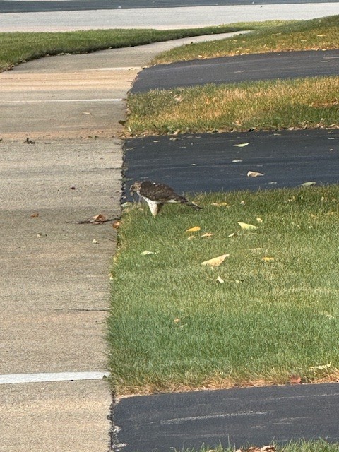 Cooper's Hawk - Erik Derr