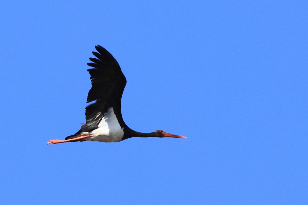 Black Stork - Paul (Mac) Smith   🦅