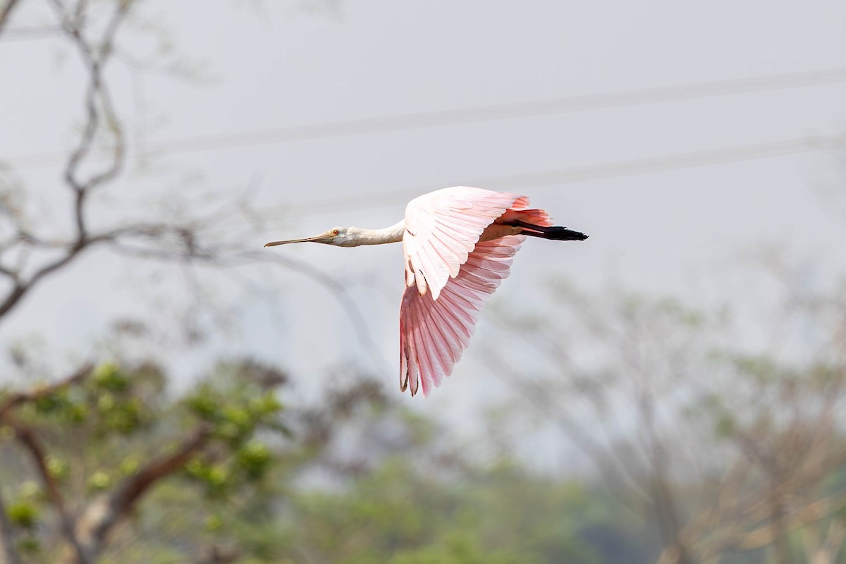 Roseate Spoonbill - ML623518708