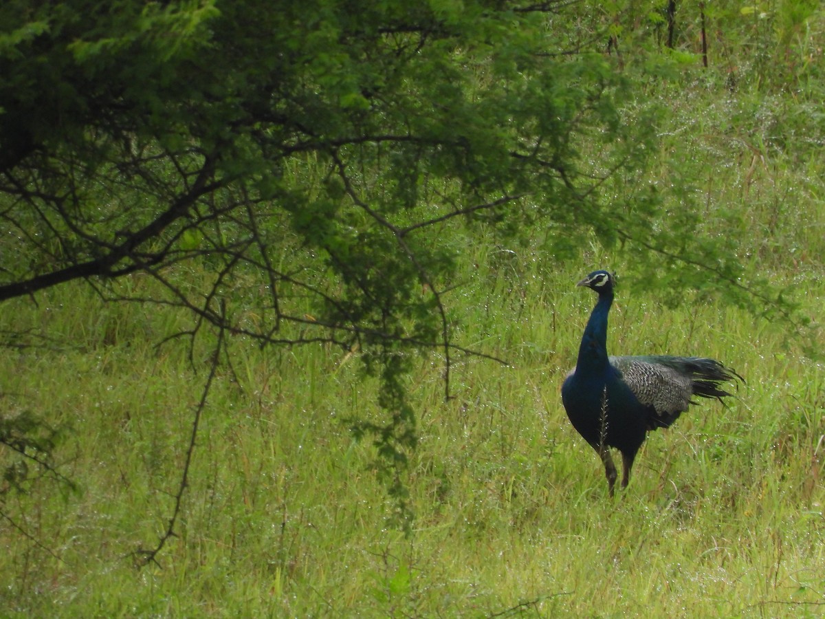 Indian Peafowl - ML623518745