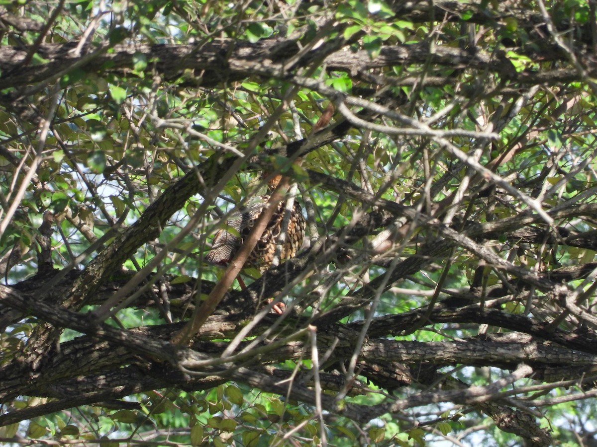 Painted Francolin - ML623518746