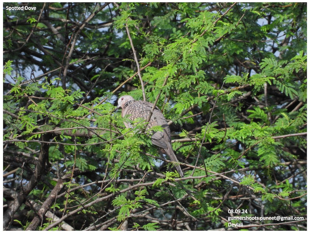 Spotted Dove - ML623518754