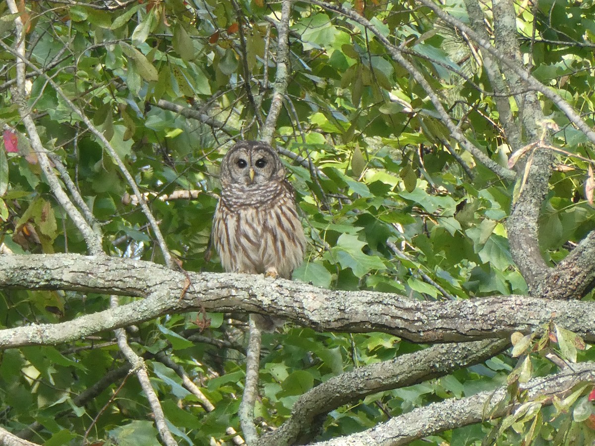 Barred Owl - ML623518765