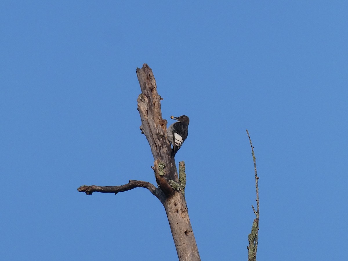 Red-headed Woodpecker - ML623518770