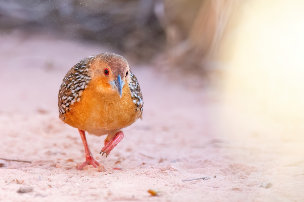 Ocellated Crake - ML623518771