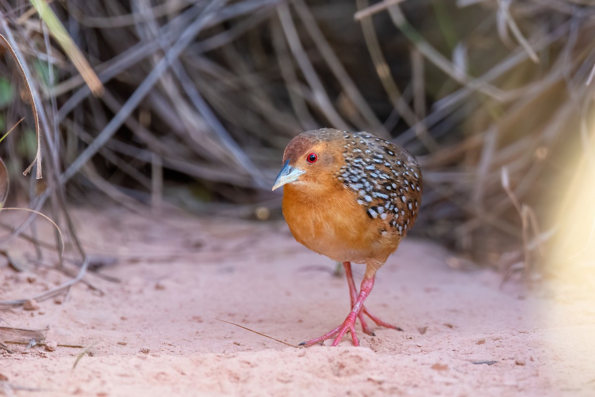 Ocellated Crake - ML623518774