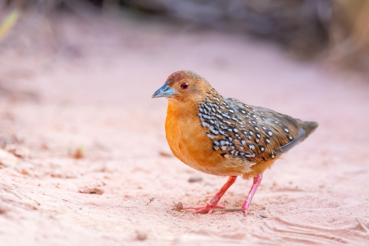 Ocellated Crake - ML623518776