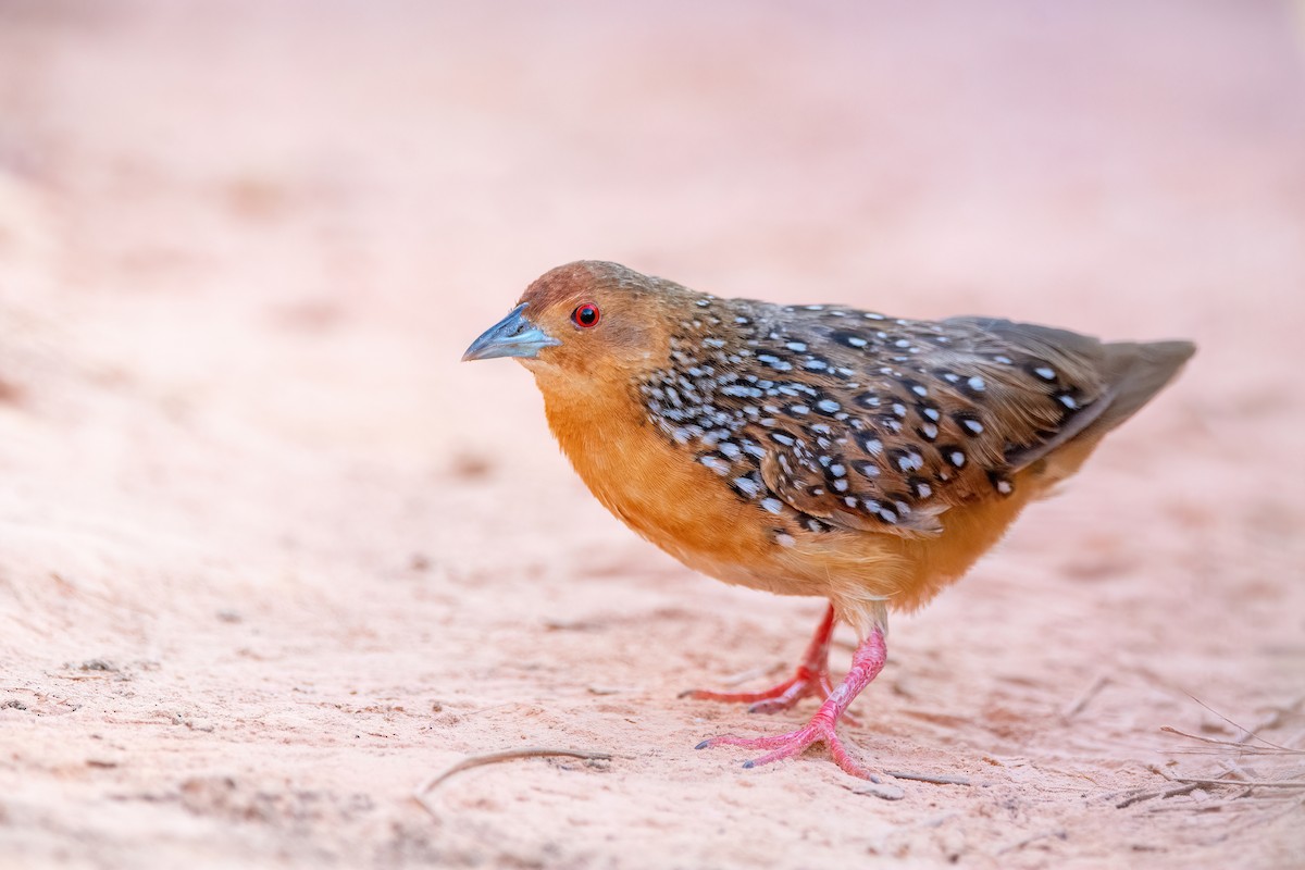 Ocellated Crake - ML623518778