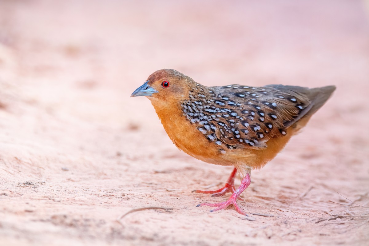 Ocellated Crake - ML623518779