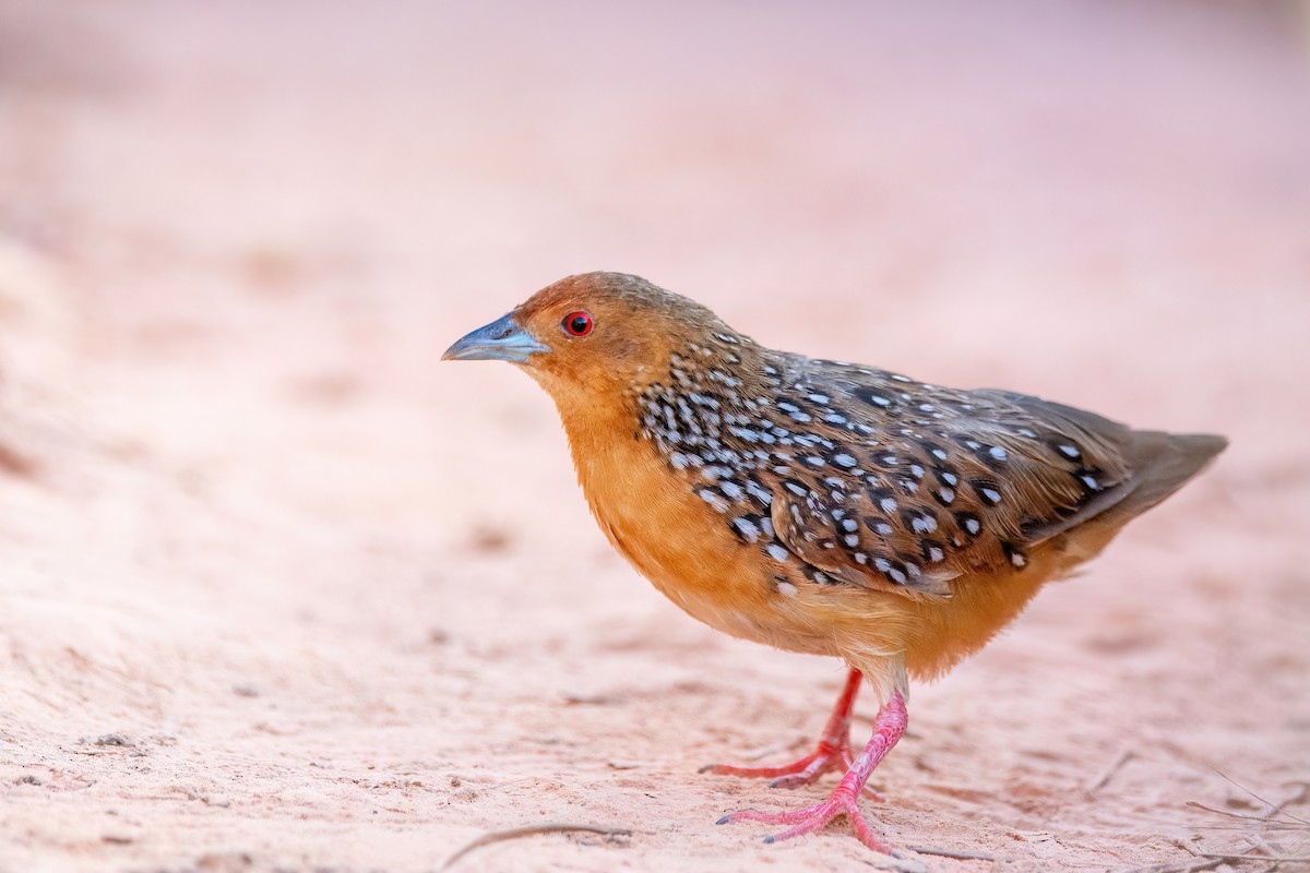 Ocellated Crake - ML623518780