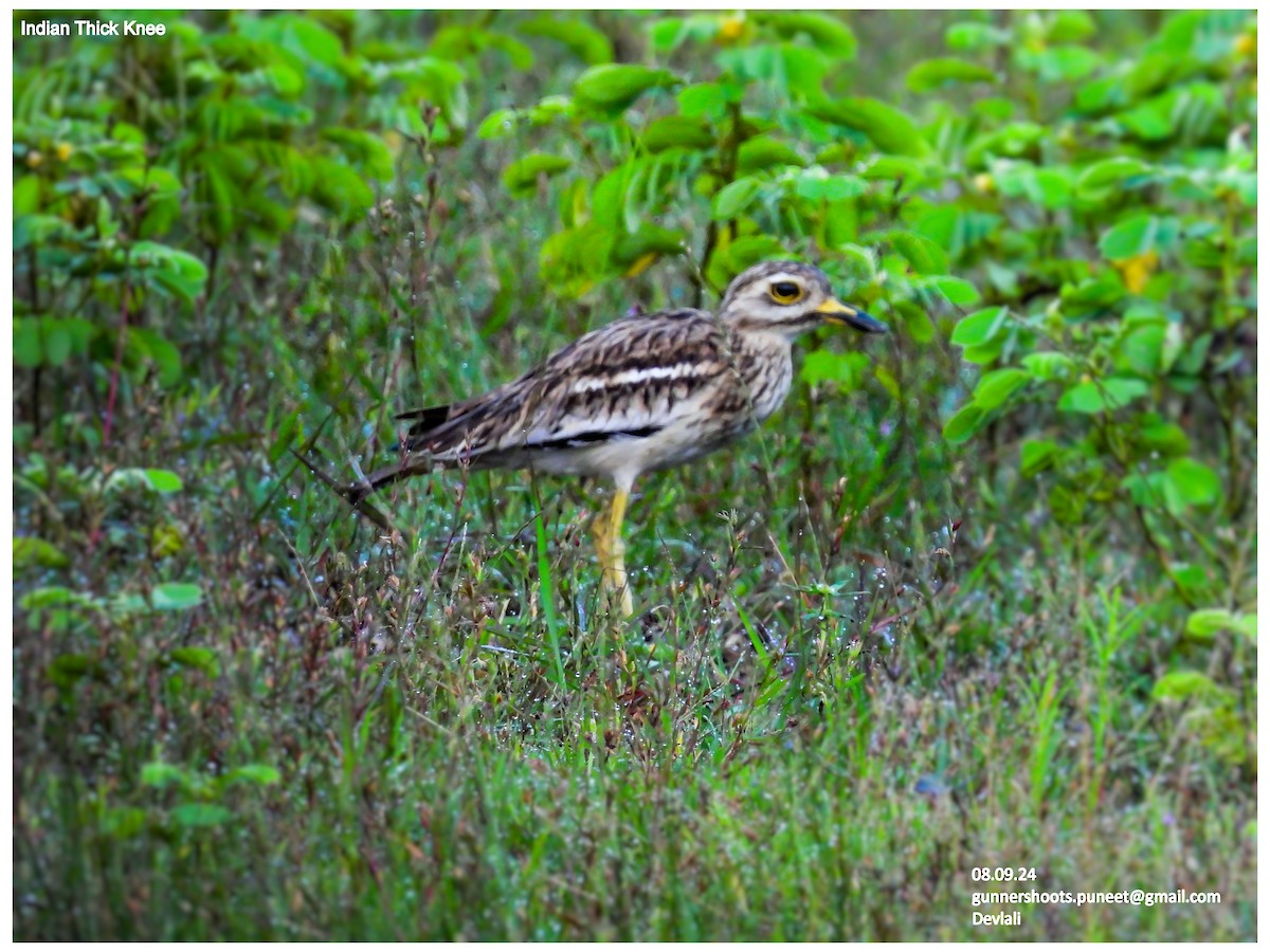 Indian Thick-knee - ML623518793