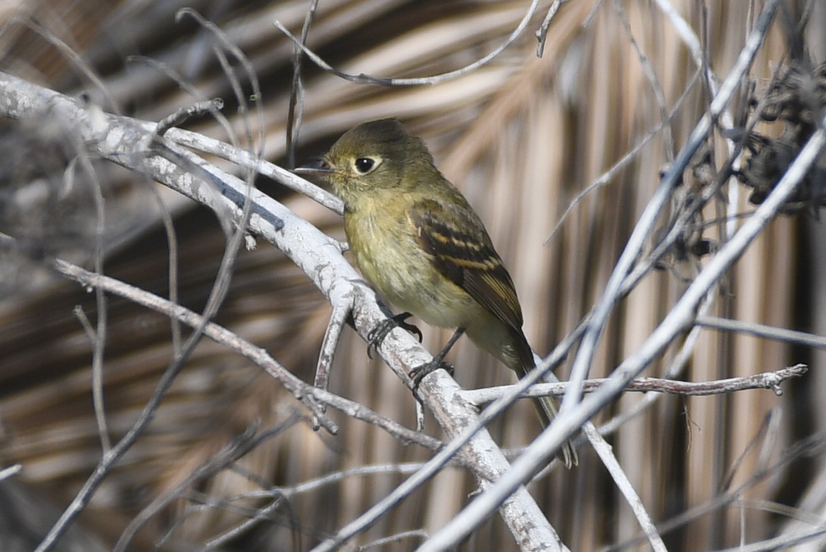 Western Flycatcher - Max Leibowitz