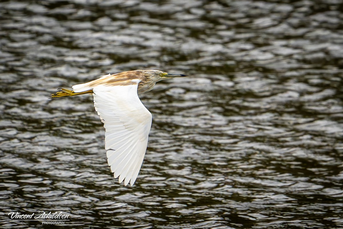 Squacco Heron - Vincent Askildsen