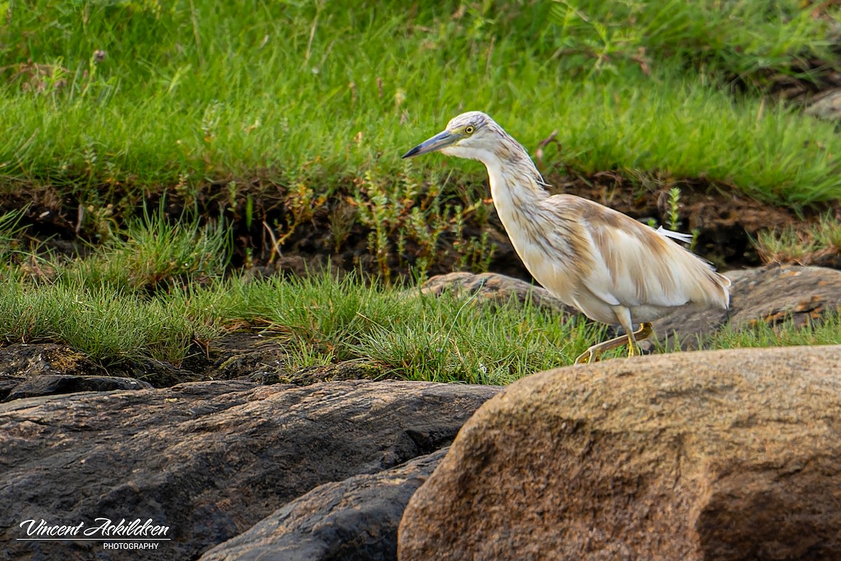 Squacco Heron - ML623518829