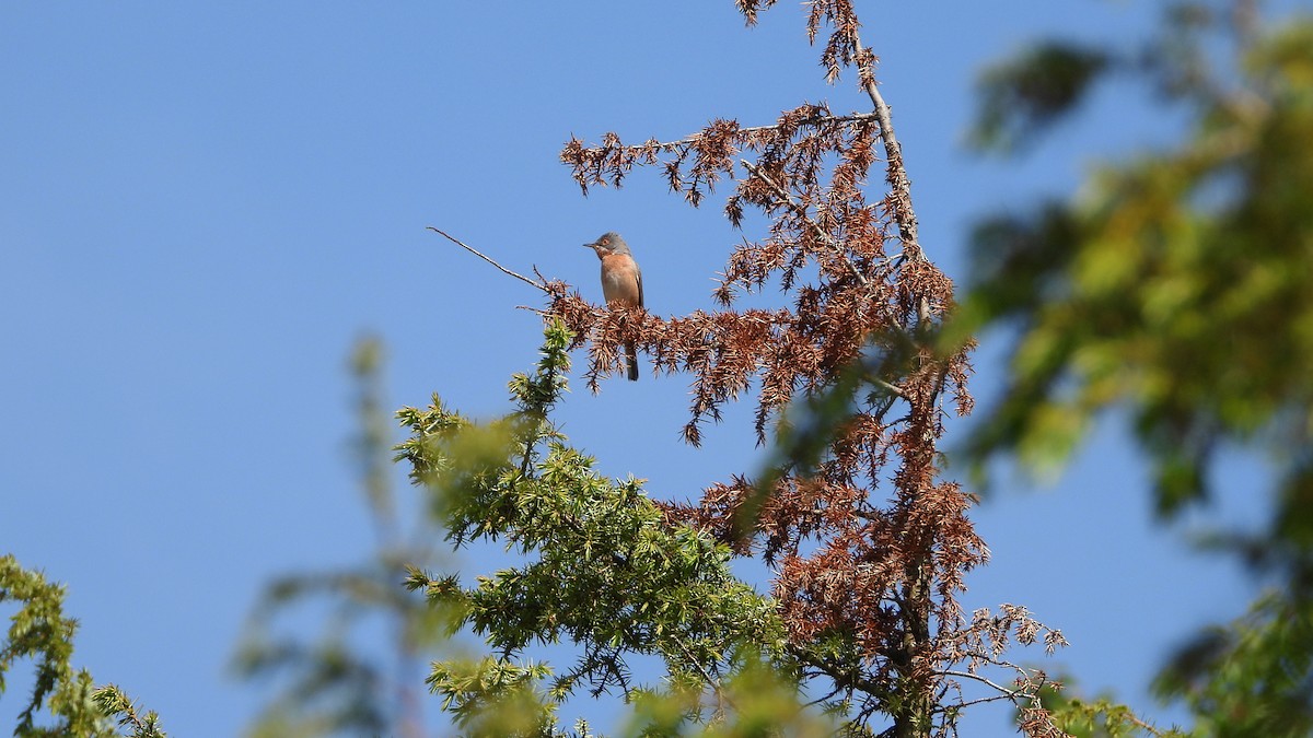 Western Subalpine Warbler - ML623518858