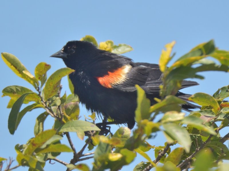 Red-winged Blackbird - ML623518861