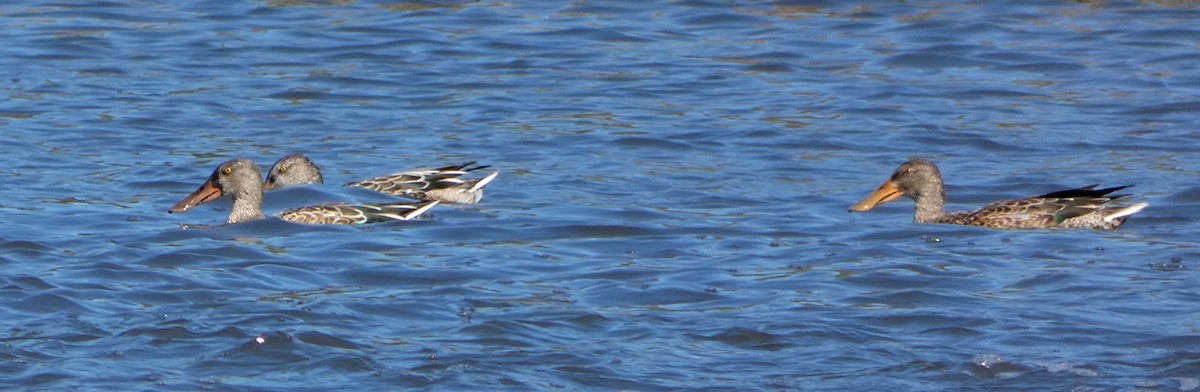 Northern Shoveler - ML623518862