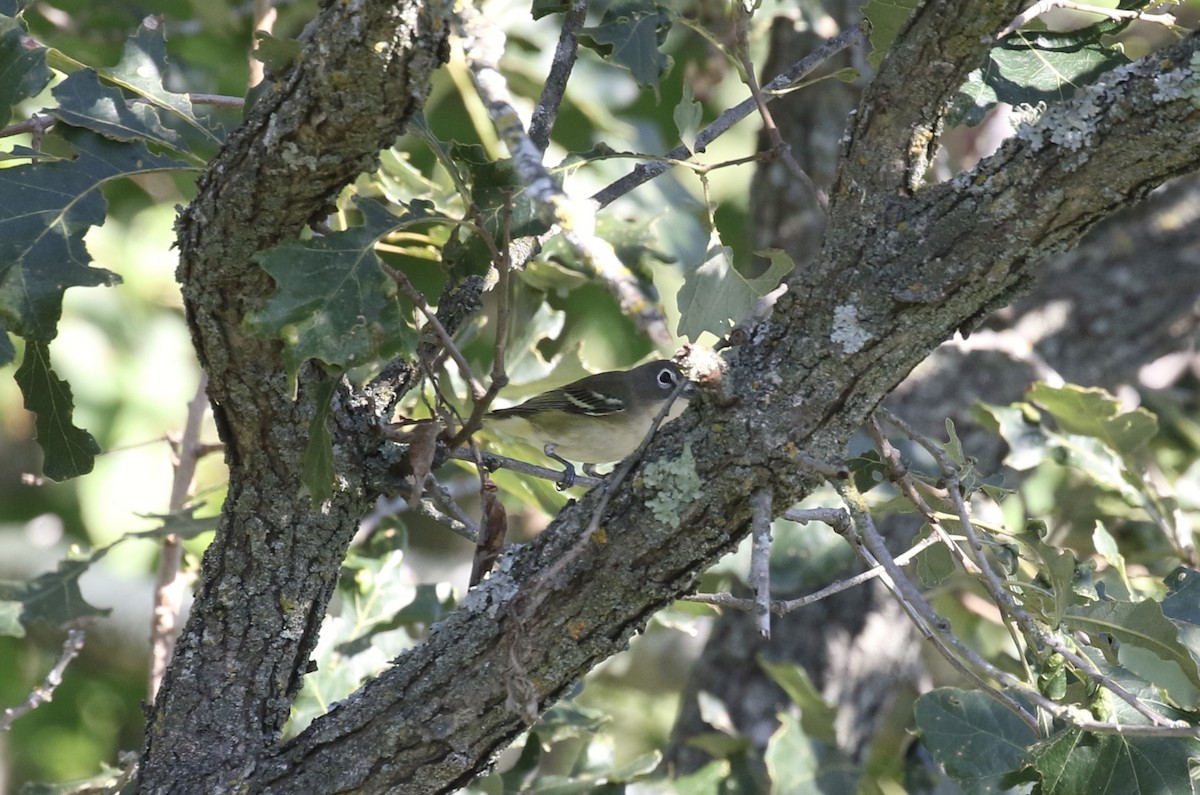 Blue-headed Vireo - ML623518879