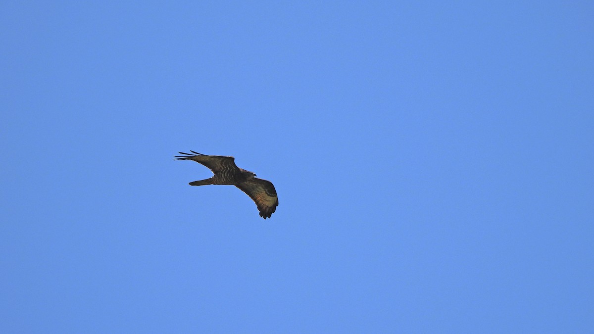 European Honey-buzzard - ML623518880