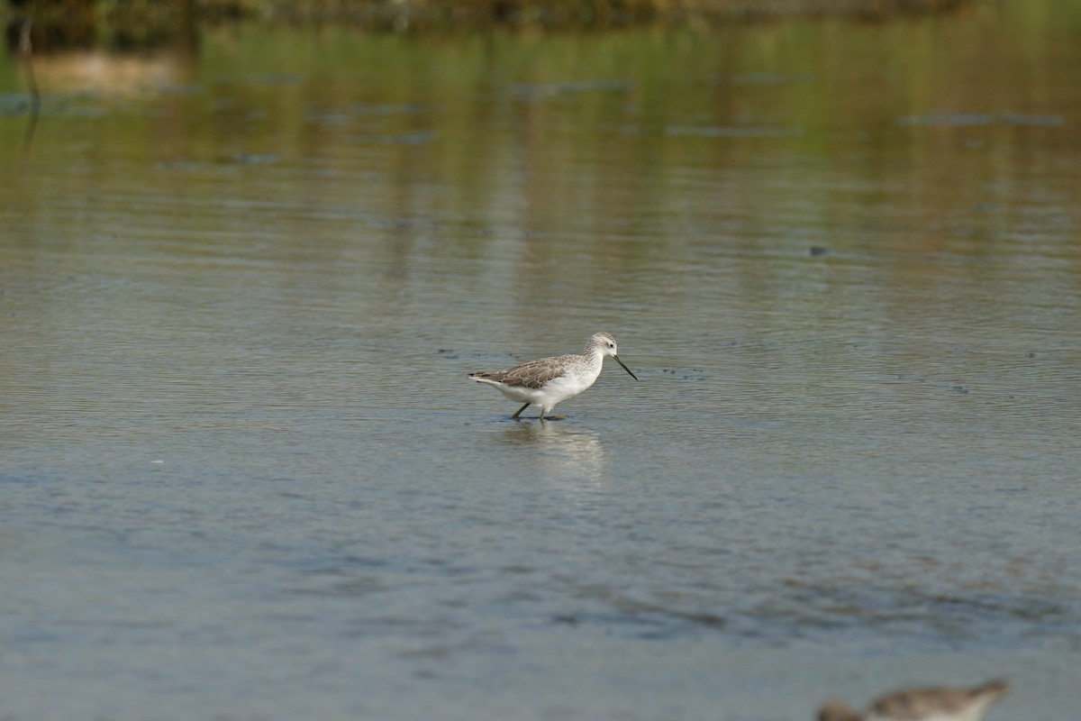 Marsh Sandpiper - ML623518888