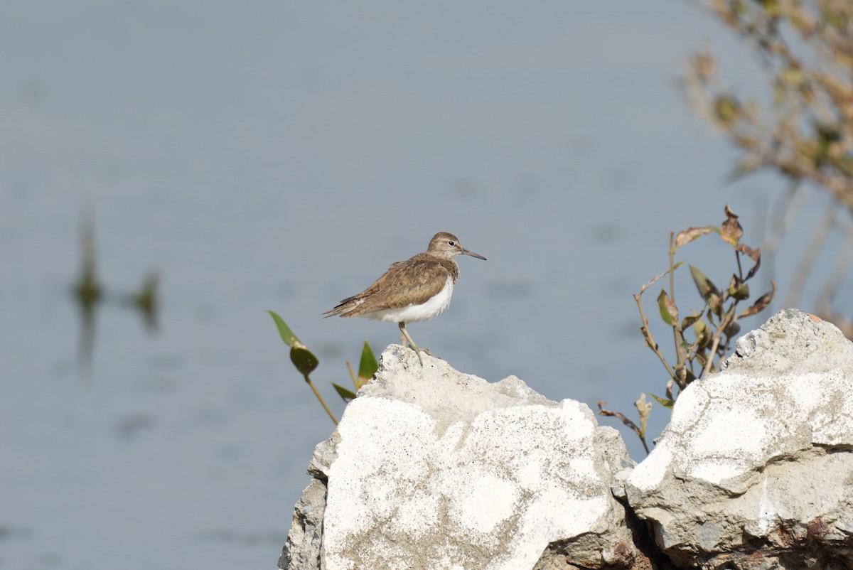 Common Sandpiper - ML623518899