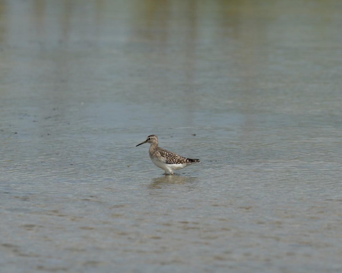 Wood Sandpiper - ML623518913